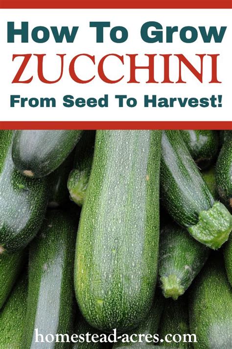 How To Grow Zucchini From Seed To Harvest Artofit