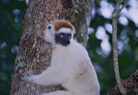 13 ANIMAUX Endémiques à MADAGASCAR Liste complète