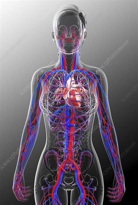 Human Cardiovascular System Artwork Stock Image F010 3946