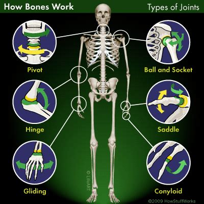 Types of Movable Joints | Anatomia | Pinterest