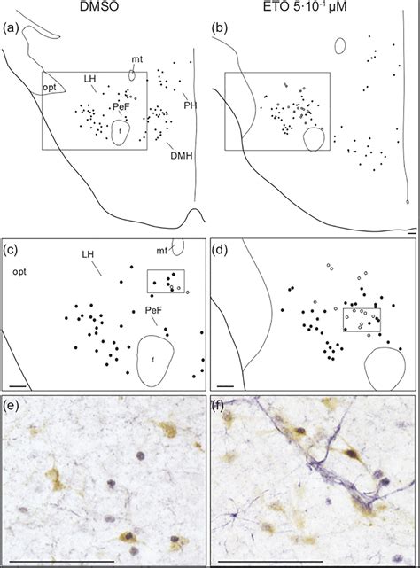 Frontiers Orexin Neurons Contribute To Central Modulation Of