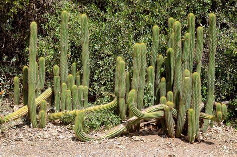 Organ Pipe Cactus National Monument Drive The Nation