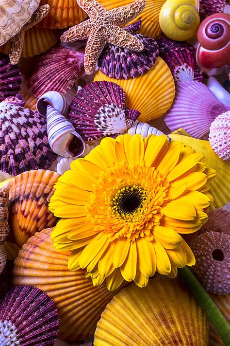 Gerbera With Seashells Photograph By Garry Gay Pixels