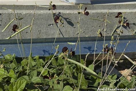 Plantfiles Pictures Macroptilium Species Siratro Purple Bush Bean