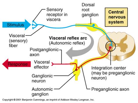 Visceral Somatic Reflex