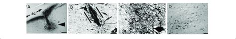 | (A) Nerve growth factor (NGF) immunolabeling shows the site of NGF ...