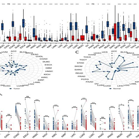 Pan Cancer Analysis Of Scavenger Receptor Class A Member Scara