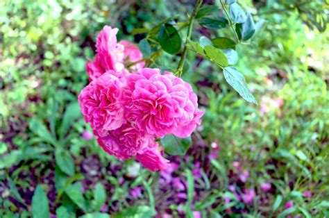 無料画像 自然 工場 花弁 咲く ローズ 色 植物学 カラフル 庭園 ピンク フローラ ワイルドフラワー フラワーズ 低木 ロザ 春の花 牡丹 開花植物