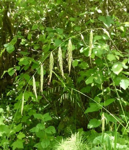 Choice Native Grasses and Sedges for Pacific Northwest Gardens - WNPS ...