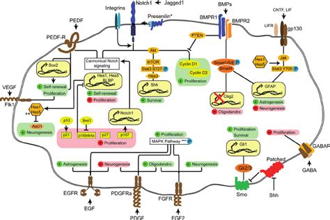 Interplay Between Multiple Signaling Pathways Controls The Fate Of