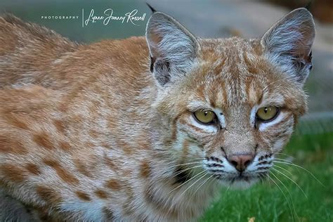 Bobcat Eyes Photograph by Lynne Russell | Pixels