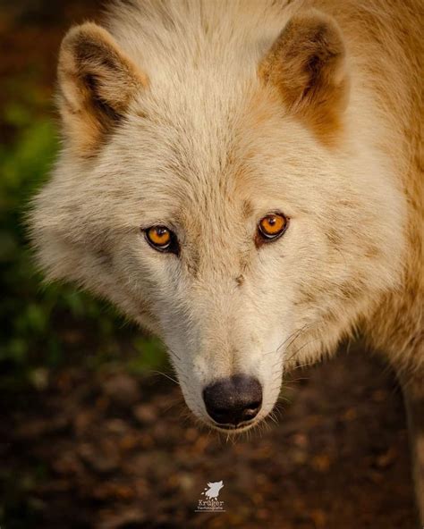 Pin on wolf | Dog expressions, Wolf photography, Wolf photos