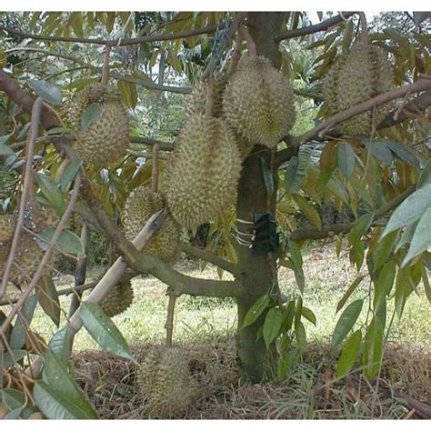 Jual Bibit Durian Montong Bawor Matahari Pelangi Mk Cane Duri