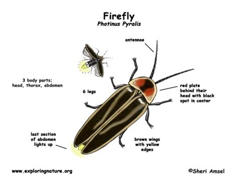 This Is How A Firefly Light Up Its Butt To Attract A Partner