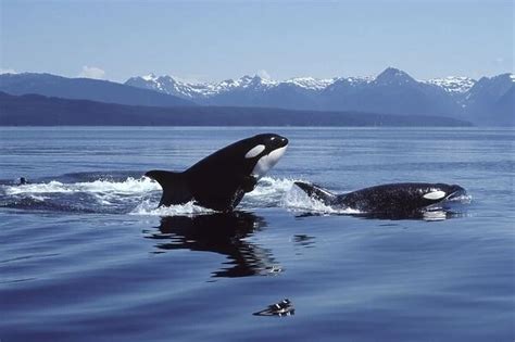 Killer whale / Orca Breaching Photographed in Icy Strait