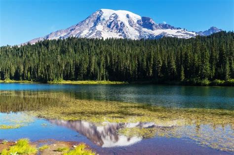 Parque Nacional Monte Rainier Washington Foto Premium