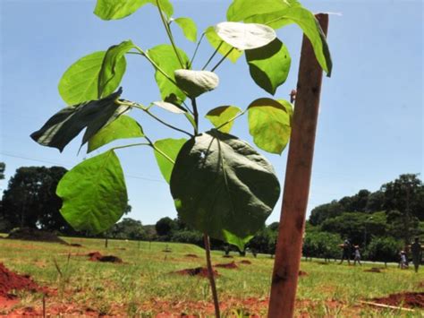 Corredor ecológico 45 mil árvores irá preservar abelhas no Brasil