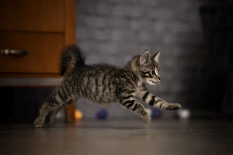 5 Reasons Why Your Cat Gets the Zoomies (Plus Pictures!) | LoveToKnow Pets