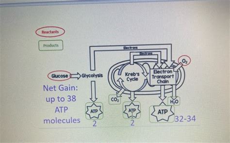 Cellular Respiration Test Flashcards Quizlet