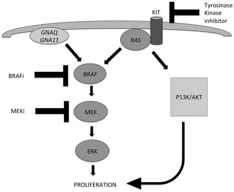 Two Important Pathways Involved In The Development Of Melanocytic Download Scientific Diagram