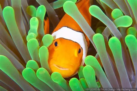 Clownfish Amphiprion Fish