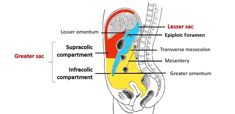 Peritoneum And Peritoneal Cavity Anatomy Qa