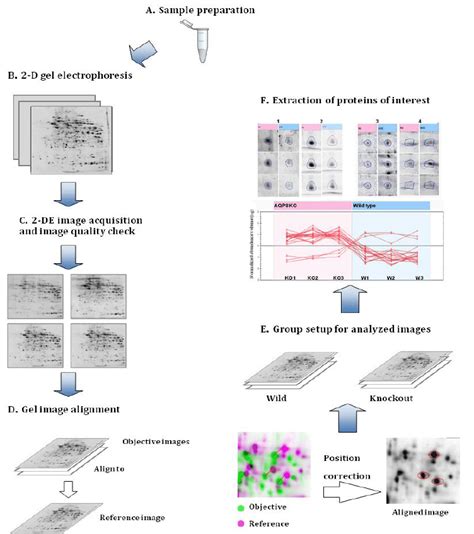 Mage Analysis Workflow Of A 2 D Gel Electrophoresis Based Proteomics Download Scientific