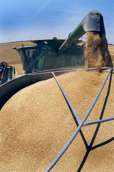 Harvesting Grain Stock Image E Science Photo Library