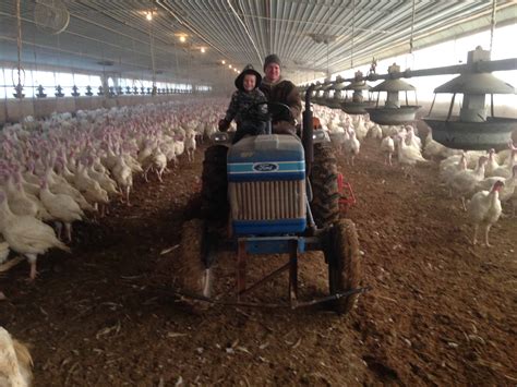 Life on a Turkey Farm - Plowing Through Life