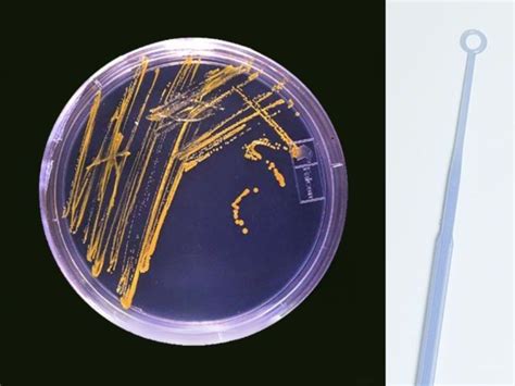 Culturing Microorganisms Theory Full Lesson Slides And Worksheets