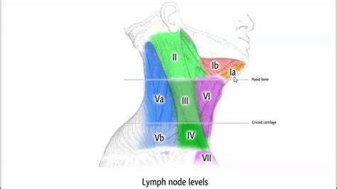 Imaging Of Lymphatic System II DRE 2 Dr Mamdouh Mahfouz YouTube