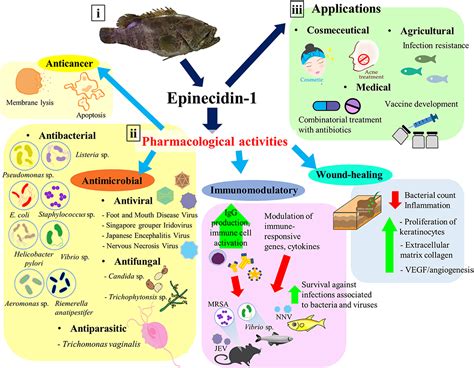 Frontiers Epinecidin 1 An Antimicrobial Peptide Derived From Grouper