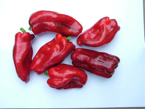 Capsicum Annuum Var Annuum Grossum Group Redskin Sweet Pepper