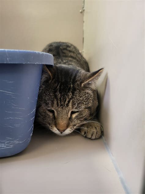 elko animal shelter 4