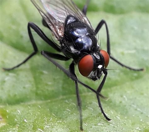 Diptera Info Discussion Forum Muscidae Hydrotaea Diabolus F