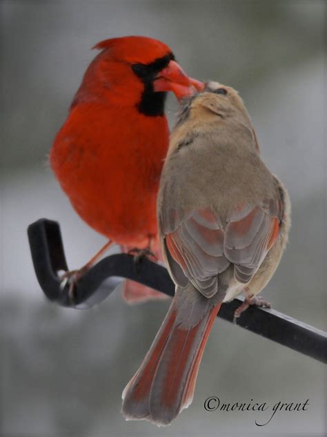 Adorable Cardinals Sharing A Kiss