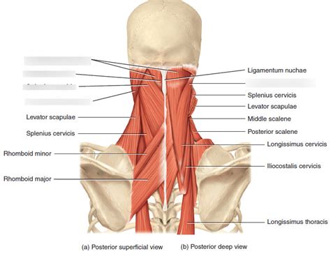 Muscles Of Neck That Move Head Diagram Quizlet