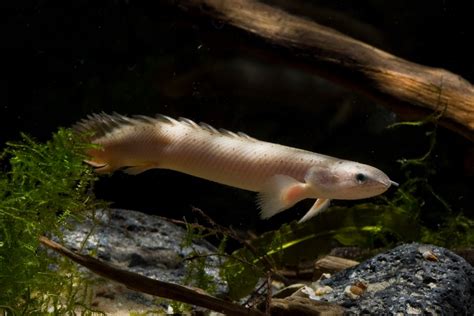 Bichir De Senegal • Polypterus Senegalus • Ficha De Pez