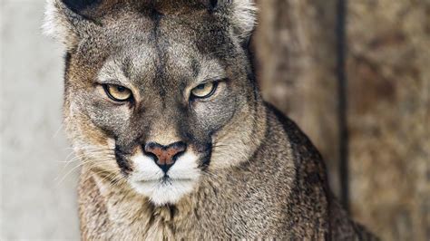 Wallpaper puma, big cat, predator, wild animal, blur hd, picture, image