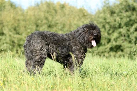 Bovaro Delle Fiandre Caratteristiche E Temperamento Di Questo Cane