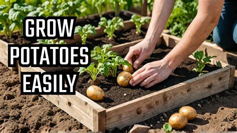 Spud Tacular Growing Potatoes In A Raised Bed YouTube