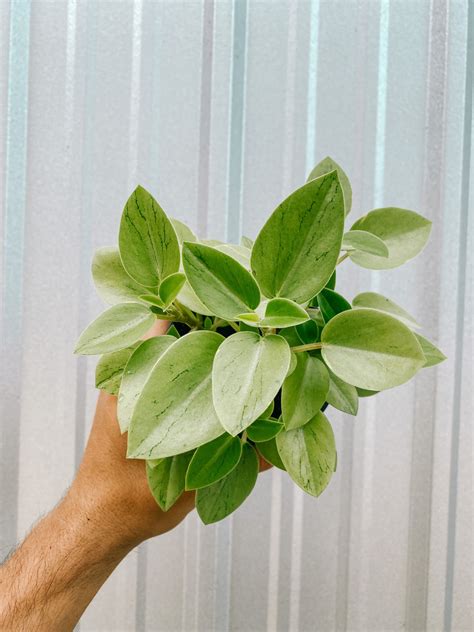 4 Peperomia Pixie Lime Variegated Teardrop Peperomia