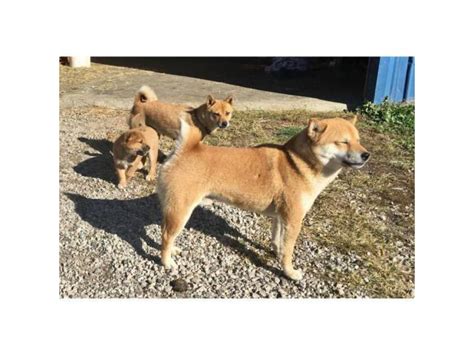 5 Purebred Shiba Inu Puppies for Sale Chariton - Puppies for Sale Near Me