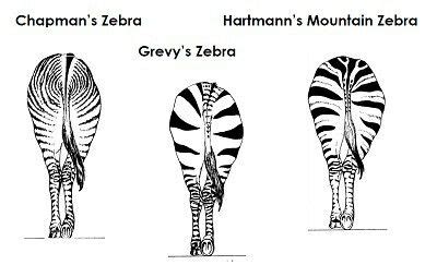 Different types of zebras w stripes | Mountain zebra, Zebras, Zebra