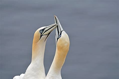 Bird Northern Gannet Ornithology - Free photo on Pixabay - Pixabay