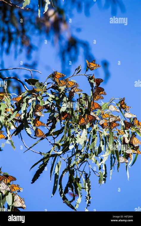 Monarch Butterflies Danaus Plexippus Wintering In The Eucalyptus