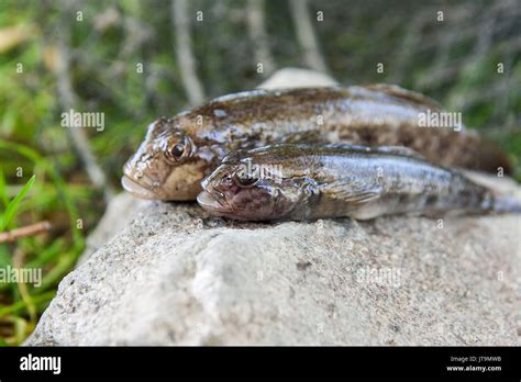 Freshwater Bullhead Fish Or Round Goby Fish Known As Neogobius