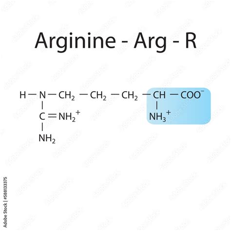 Arginine Arg R Amino Acid Structure Skeletal Formula With Amino Group Highlighted In Blue