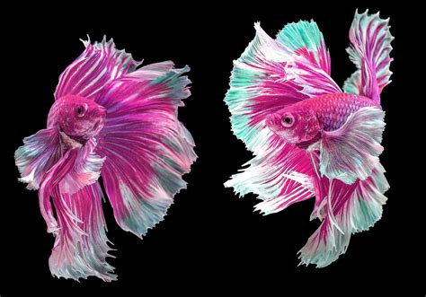 light pink betta fish