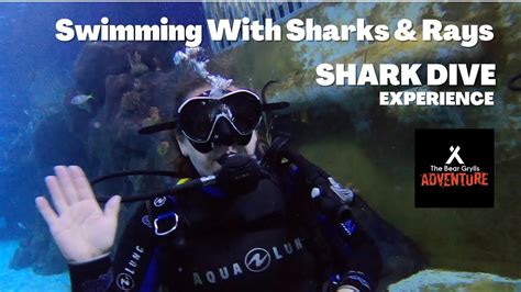 Swimming With Sharks At Bear Grylls Experience Birmingham Shark Dive